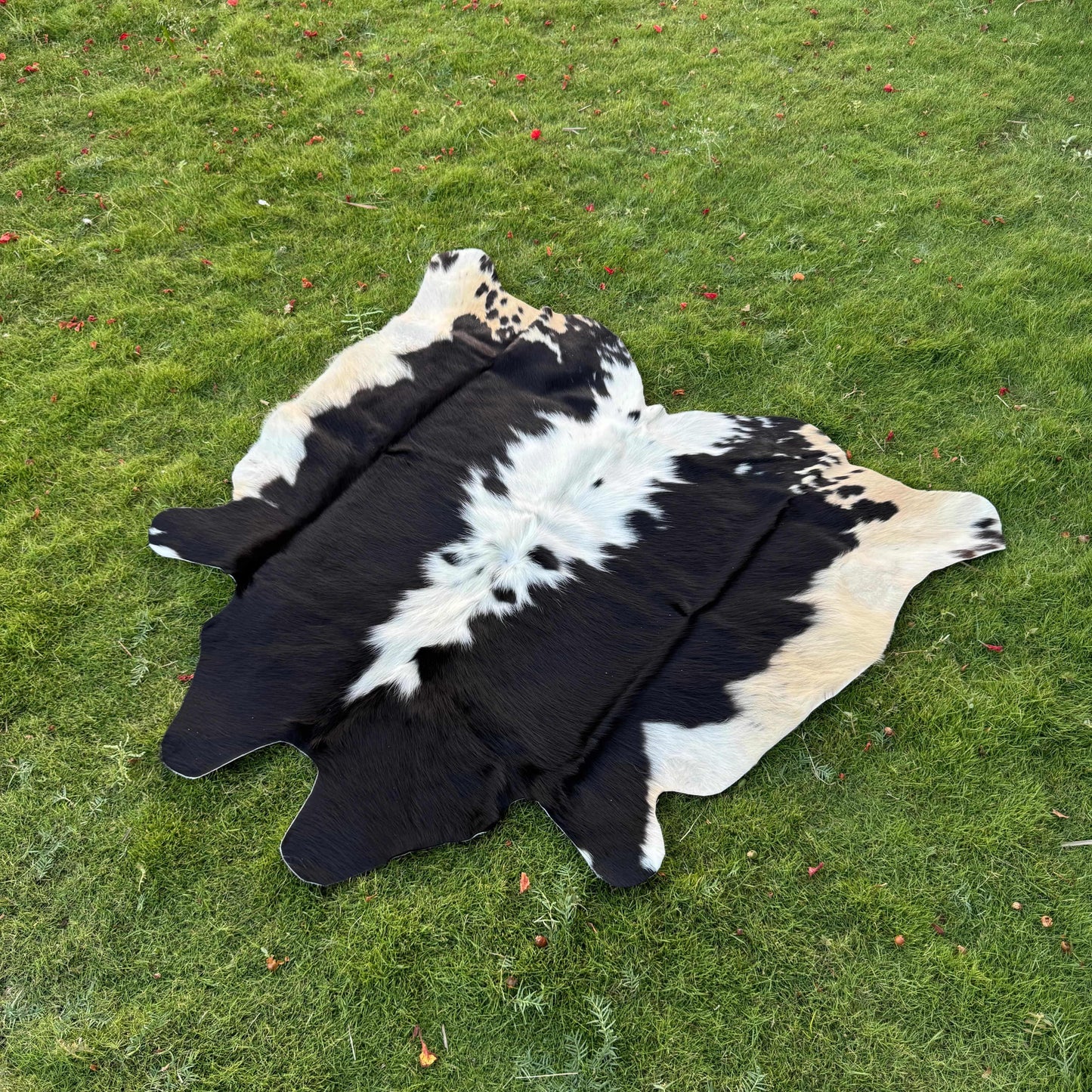 A black and white cowhide rug laid flat on a green grass lawn.
