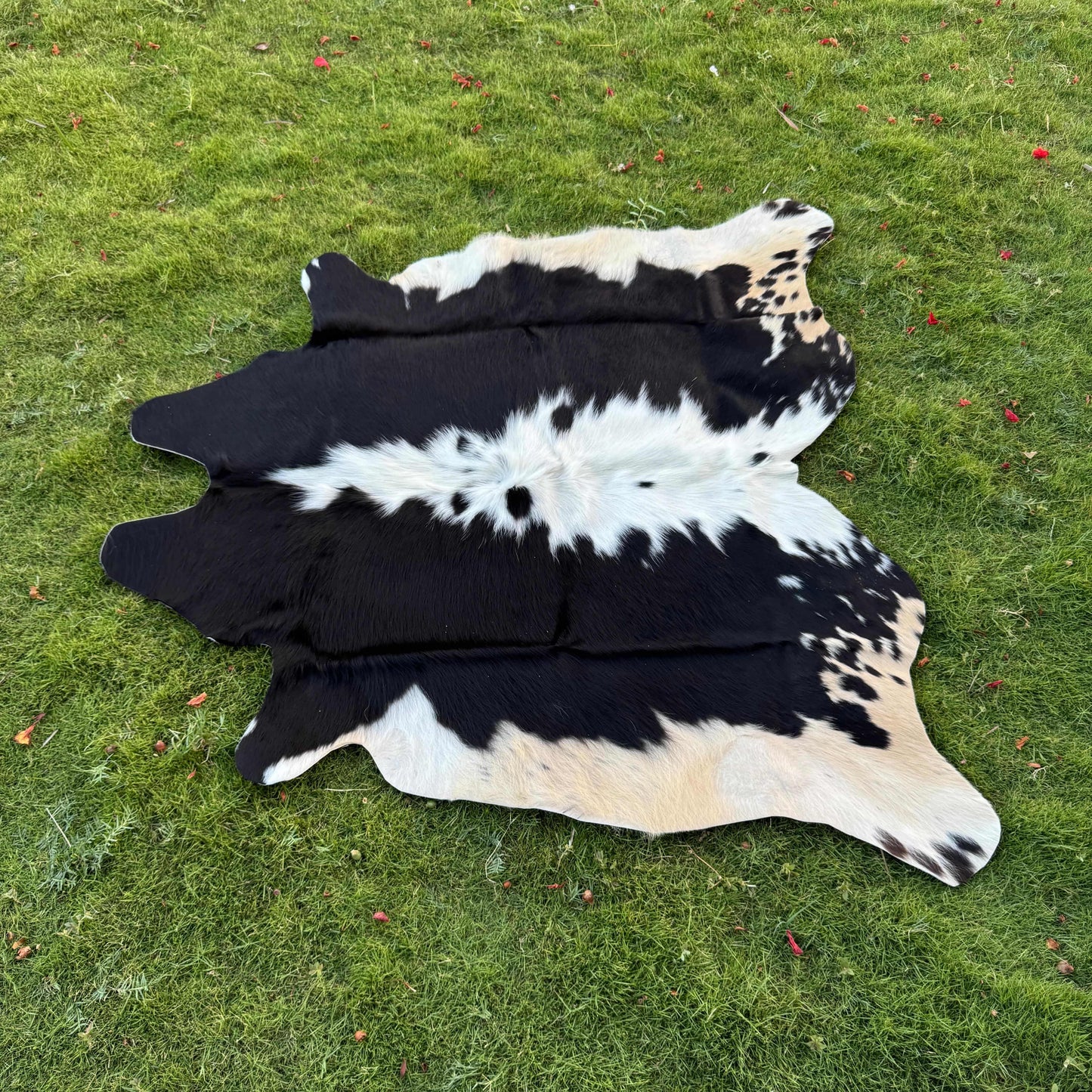 A black and white cowhide rug laid flat on a green grass lawn.