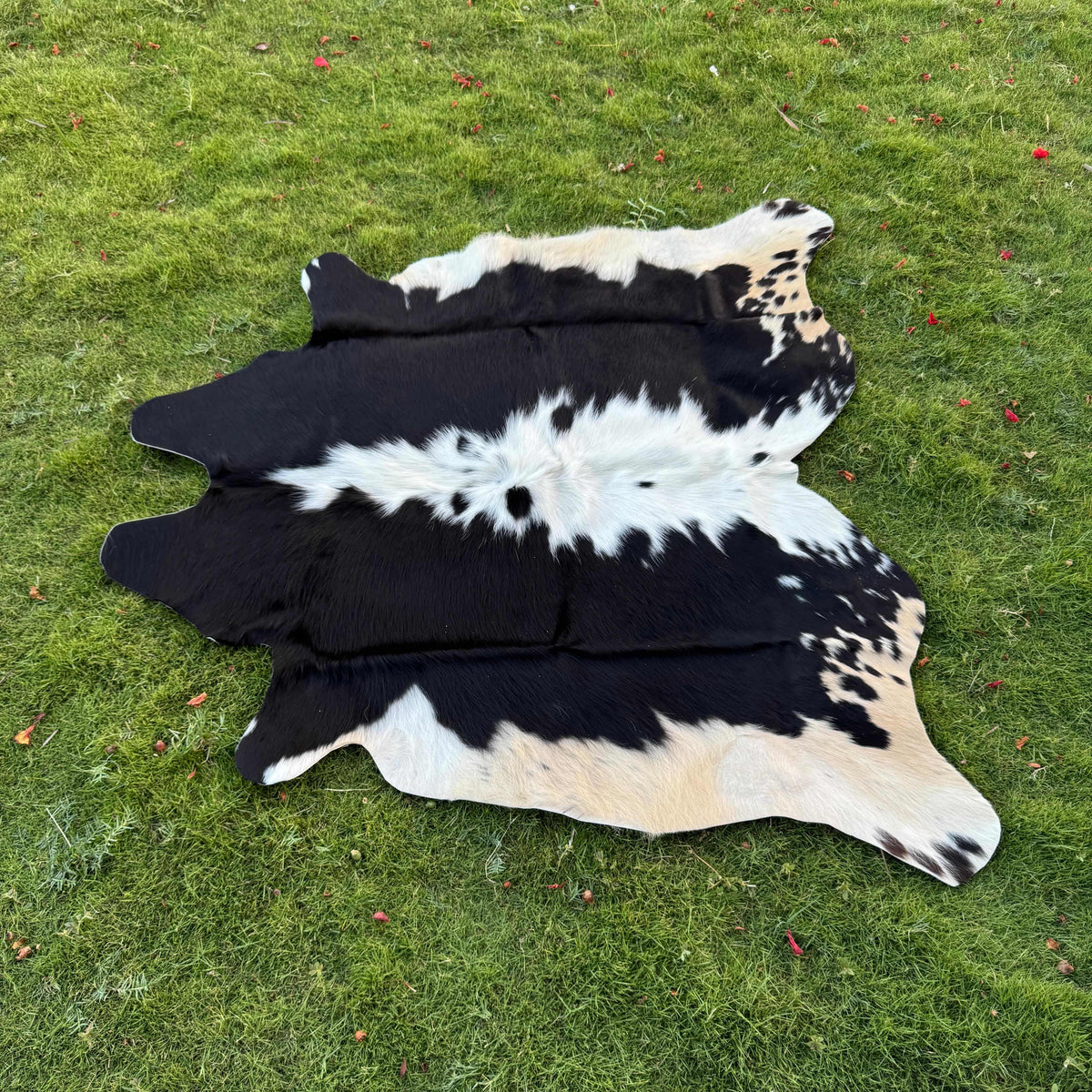 A black and white cowhide rug laid flat on a green grass lawn.