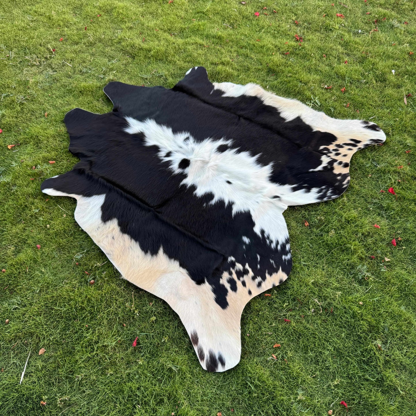 A black and white cowhide rug laid flat on a green grass lawn.