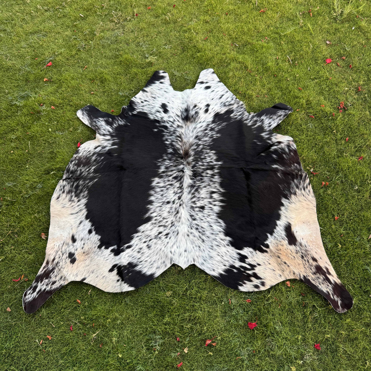 A natural black and white cowhide rug laid flat on a green grass lawn.