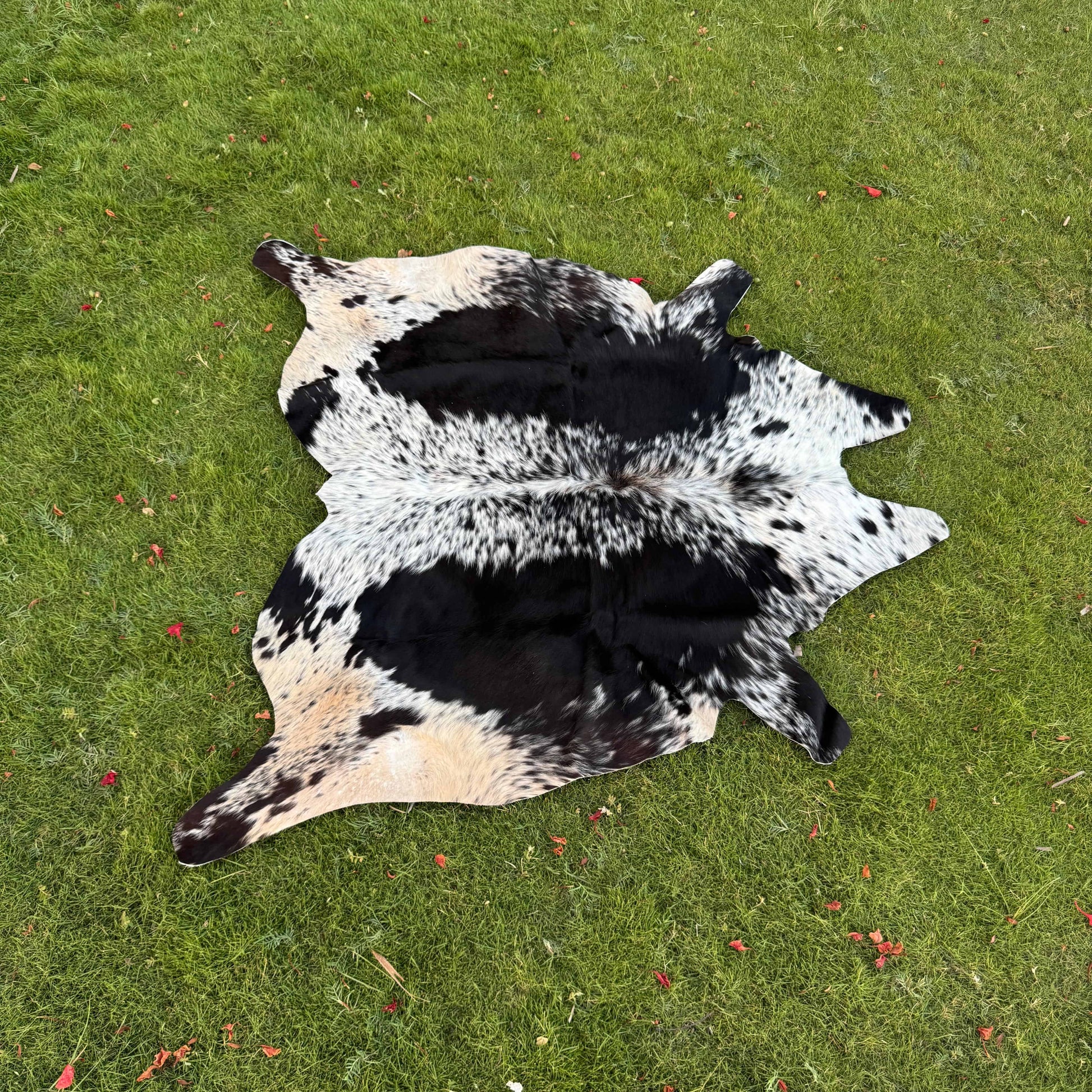 A natural cowhide rug with a black, white, and tan spotted pattern laid out on a green grass lawn.