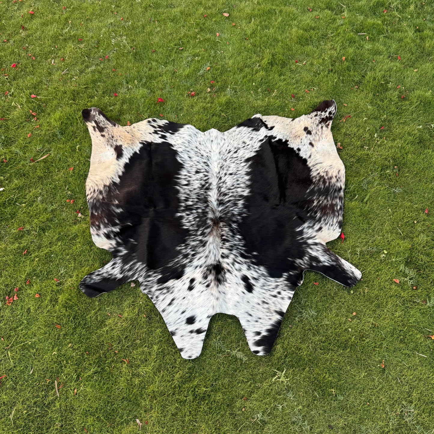 A black and white cowhide rug laid flat on a green grass lawn.