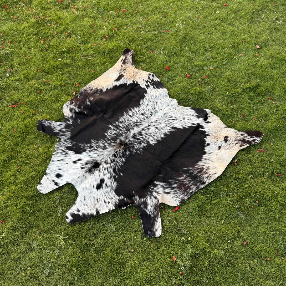 A natural black and white cowhide rug laid flat on a green grass lawn.