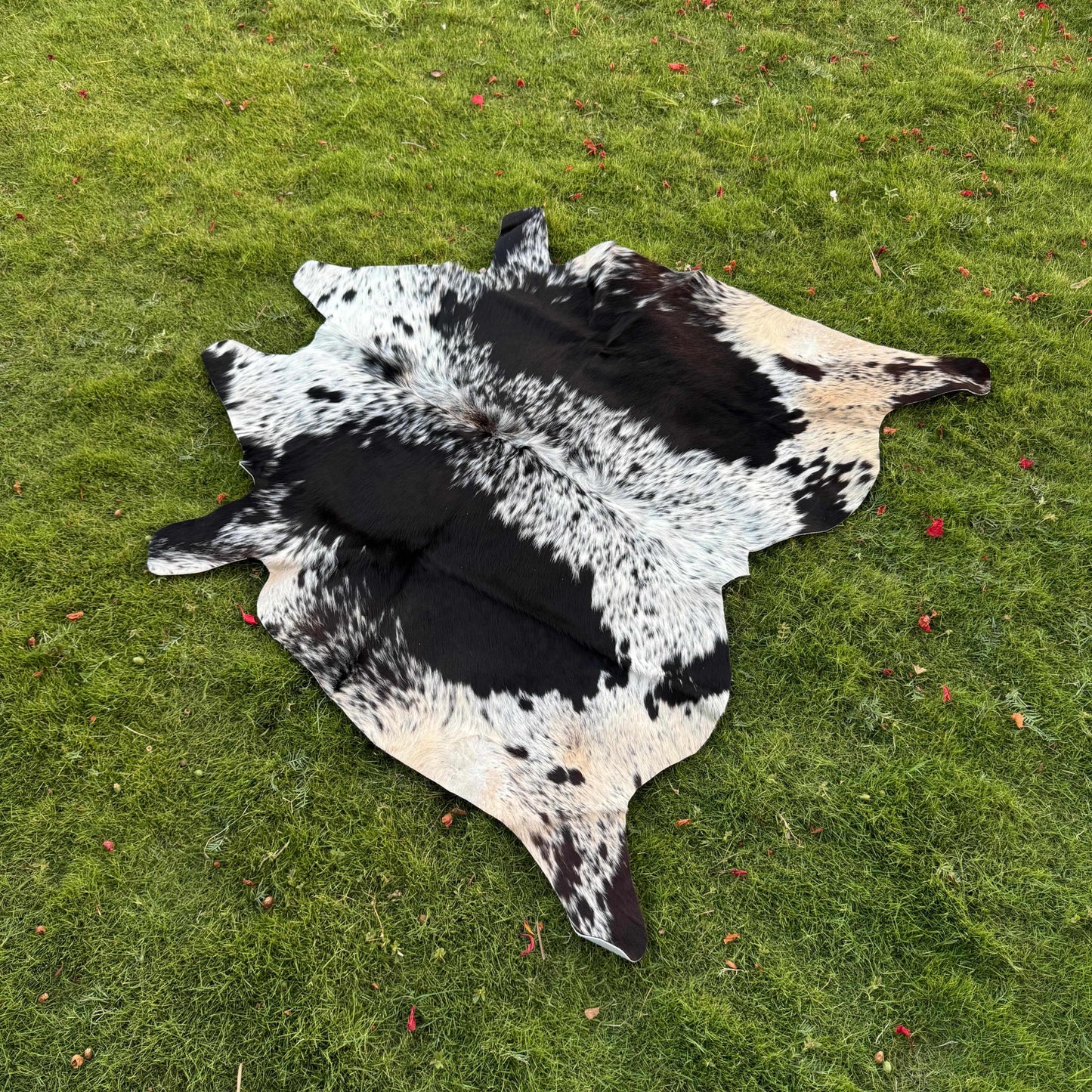 A natural black and white cowhide rug laid flat on a green grass lawn.