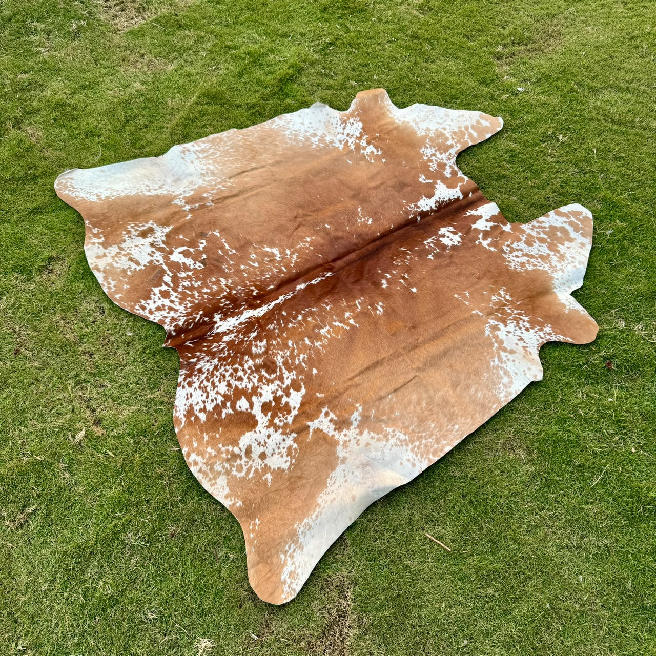 A natural cowhide rug with a brown and white spotted pattern, laid out on a green grass lawn.