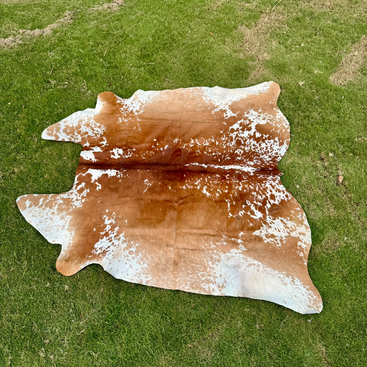 A natural cowhide rug with a brown and white spotted pattern laid out on a green grass lawn.
