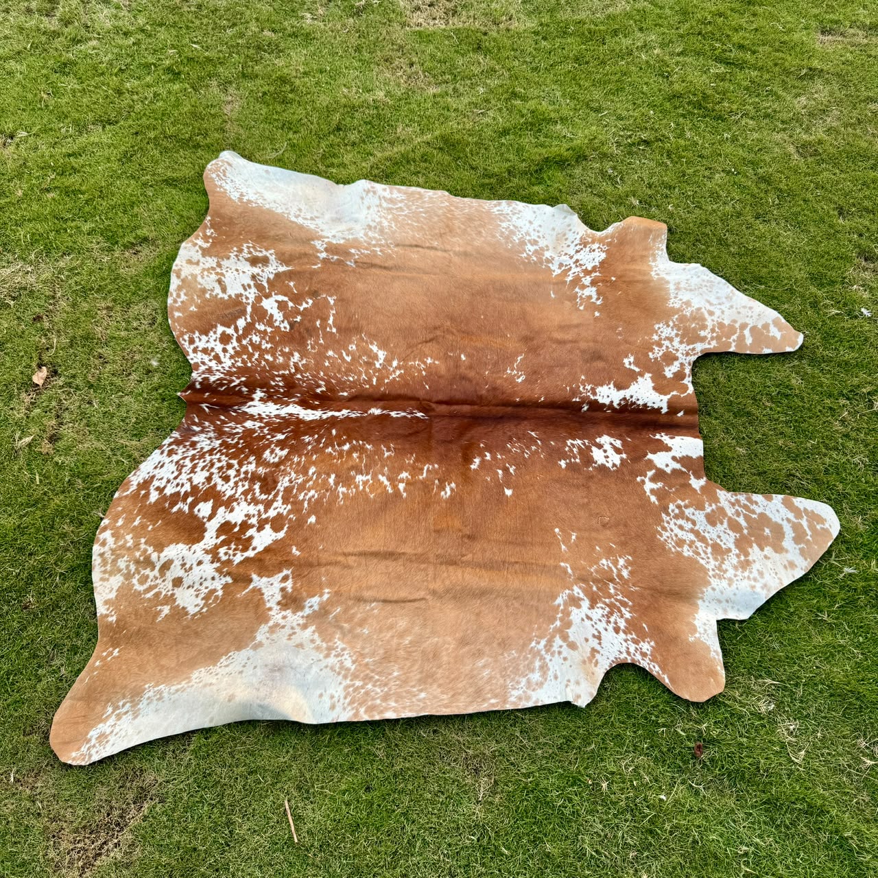 A natural cowhide rug with a brown and white spotted pattern, laid flat on a green grass lawn.