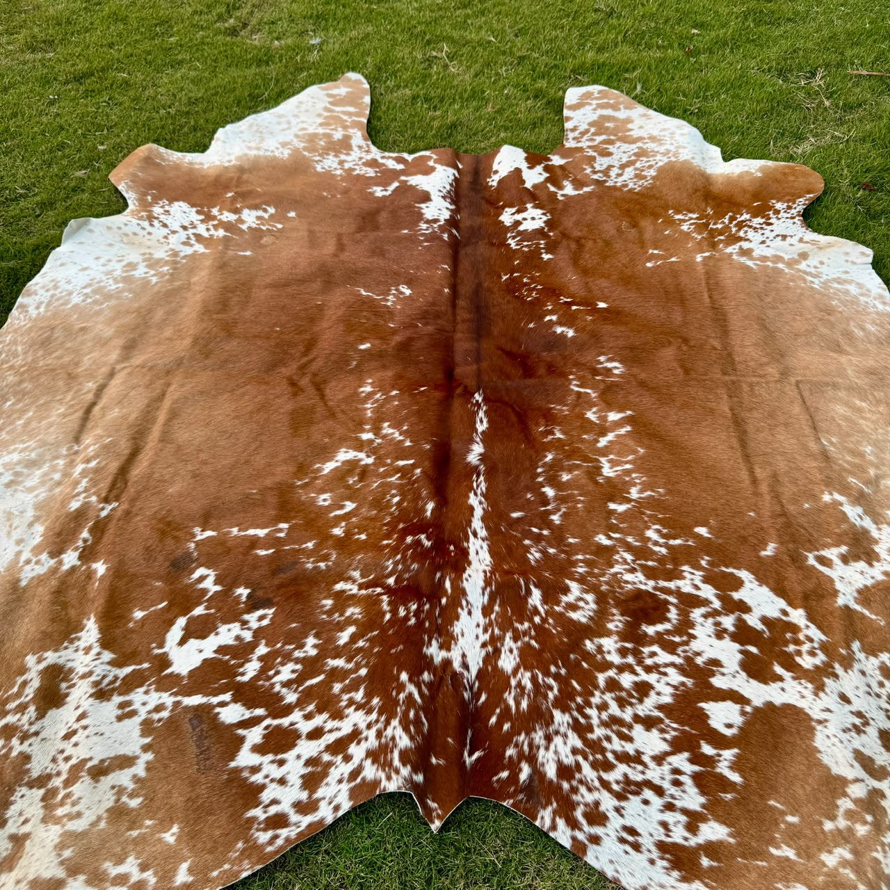 A natural cowhide rug with a brown and white spotted pattern laid out on green grass.