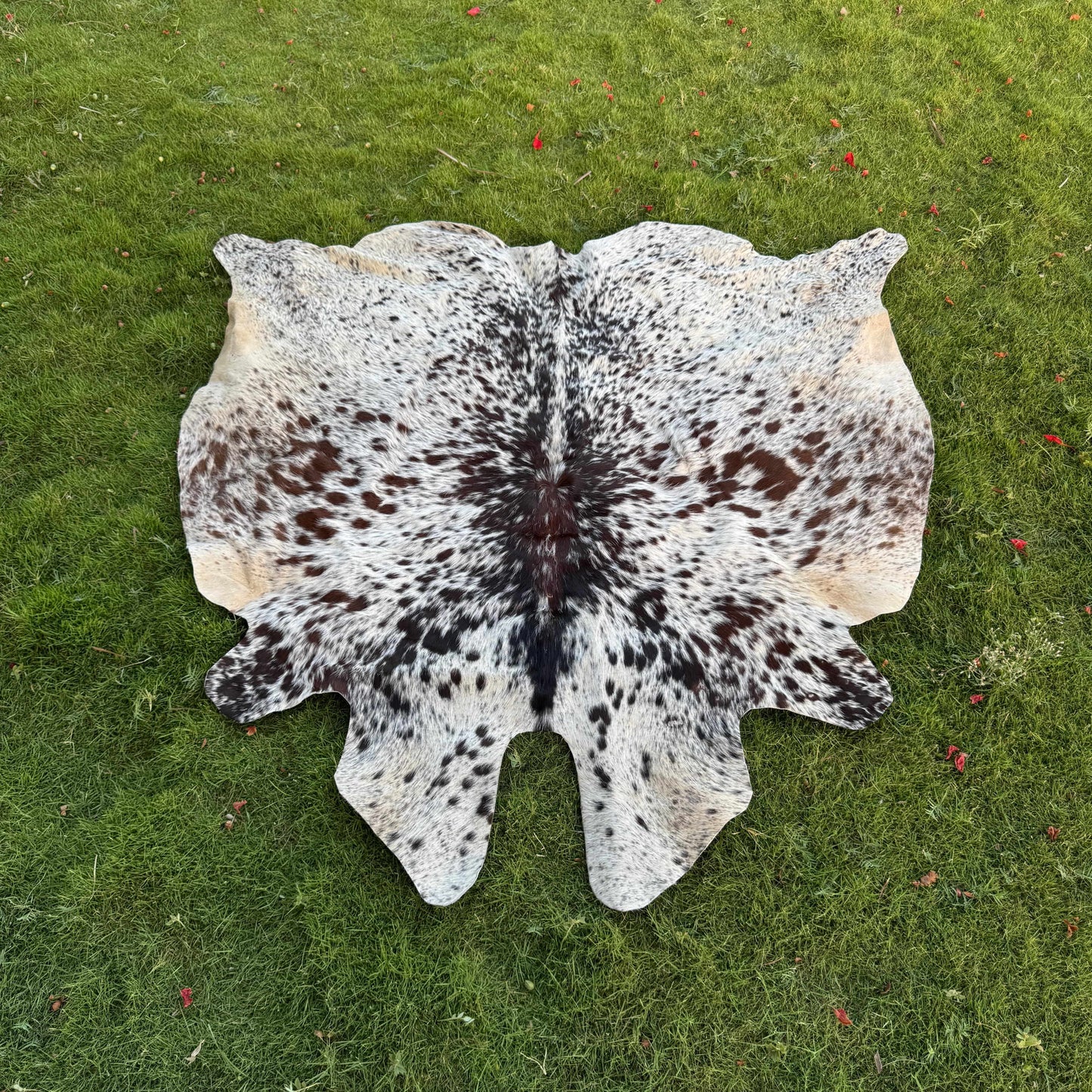 A natural cowhide rug with a black and white spotted pattern and tan edges, laid flat on a green grass lawn.
