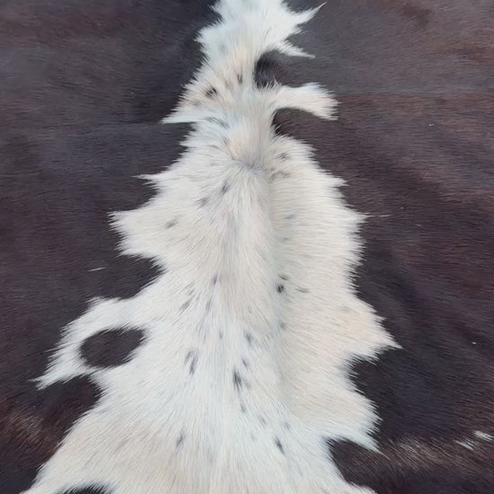 video of A black and white cowhide rug laid flat on a green grass lawn.