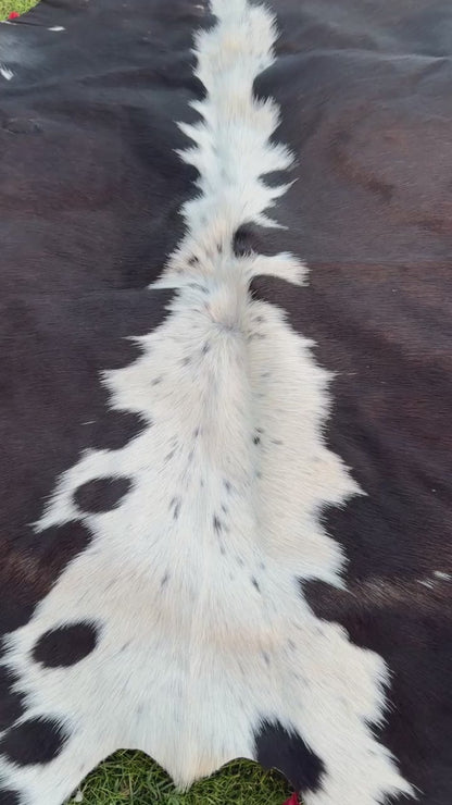 video of A black and white cowhide rug laid flat on a green grass lawn.