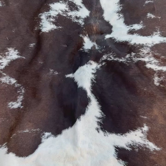 video of A natural cowhide rug with a brown and white spotted pattern laid out on a green grass lawn.