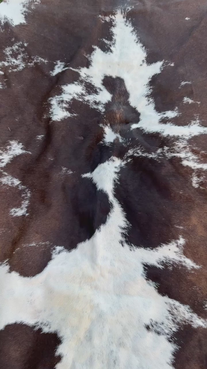 video of A natural cowhide rug with a brown and white spotted pattern laid out on a green grass lawn.