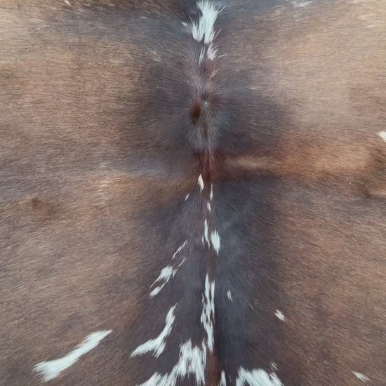video of A natural cowhide rug with a dark brown and white spotted pattern, laid out on a green grass lawn.