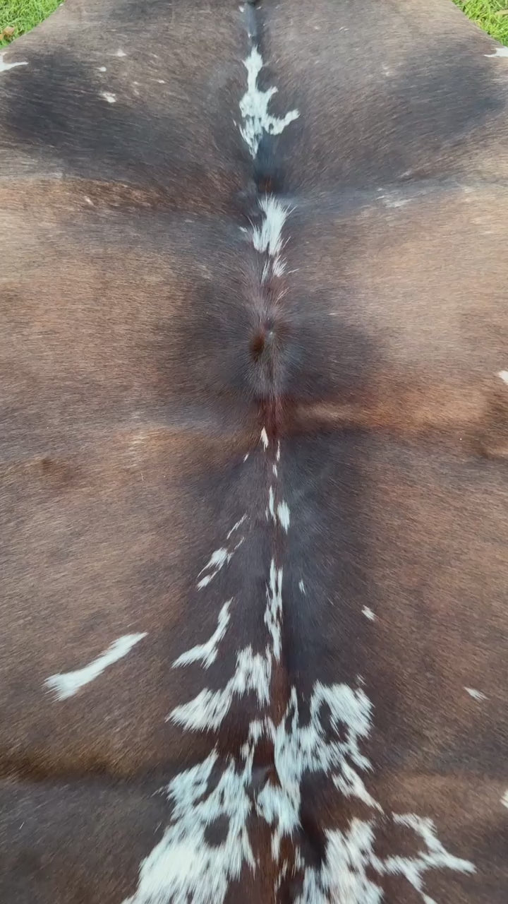 video of A natural cowhide rug with a dark brown and white spotted pattern, laid out on a green grass lawn.