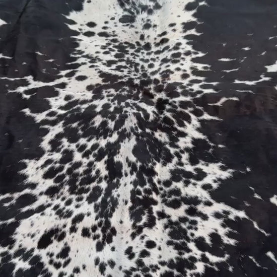 video of A black and white cowhide rug laid flat on a green grass lawn.
