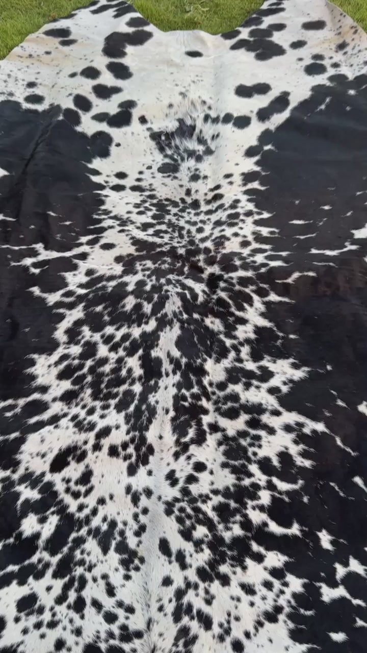 video of A black and white cowhide rug laid flat on a green grass lawn.