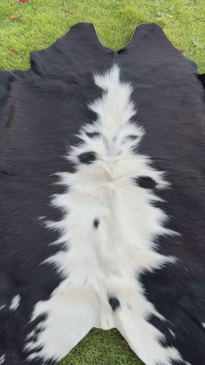 A black and white cowhide rug laid flat on a green grass lawn.
