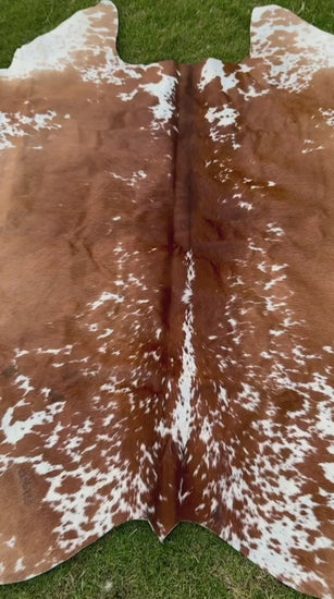 video of A natural cowhide rug with a brown and white mottled pattern, laid flat on a green grass lawn.
