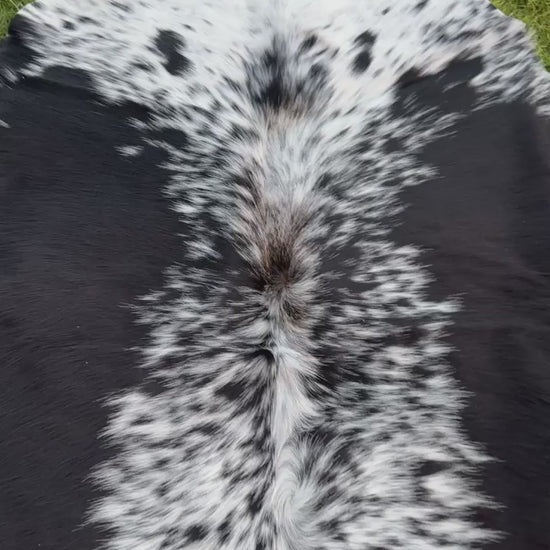 vedio of A natural black and white cowhide rug laid flat on a green grass lawn.