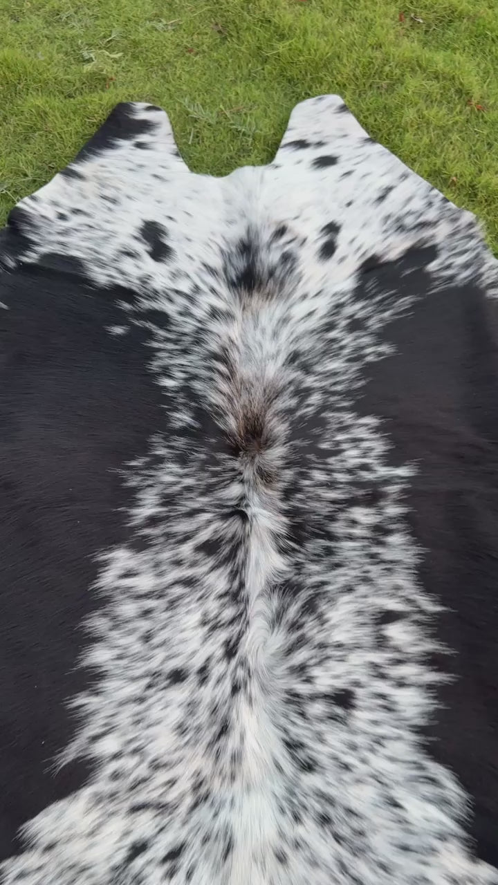 vedio of A natural black and white cowhide rug laid flat on a green grass lawn.