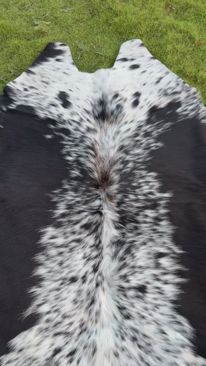 vedio of A natural black and white cowhide rug laid flat on a green grass lawn.