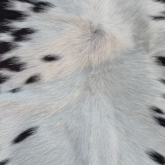 vedio of A natural cowhide rug with a black and white spotted pattern laid out on a green grass lawn.