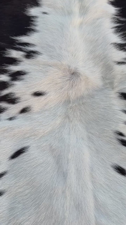 vedio of A natural cowhide rug with a black and white spotted pattern laid out on a green grass lawn.